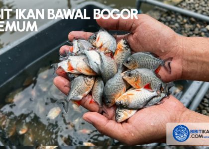 bibit ikan Bawal bogor