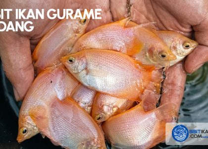 bibit ikan Gurame Padang bogor