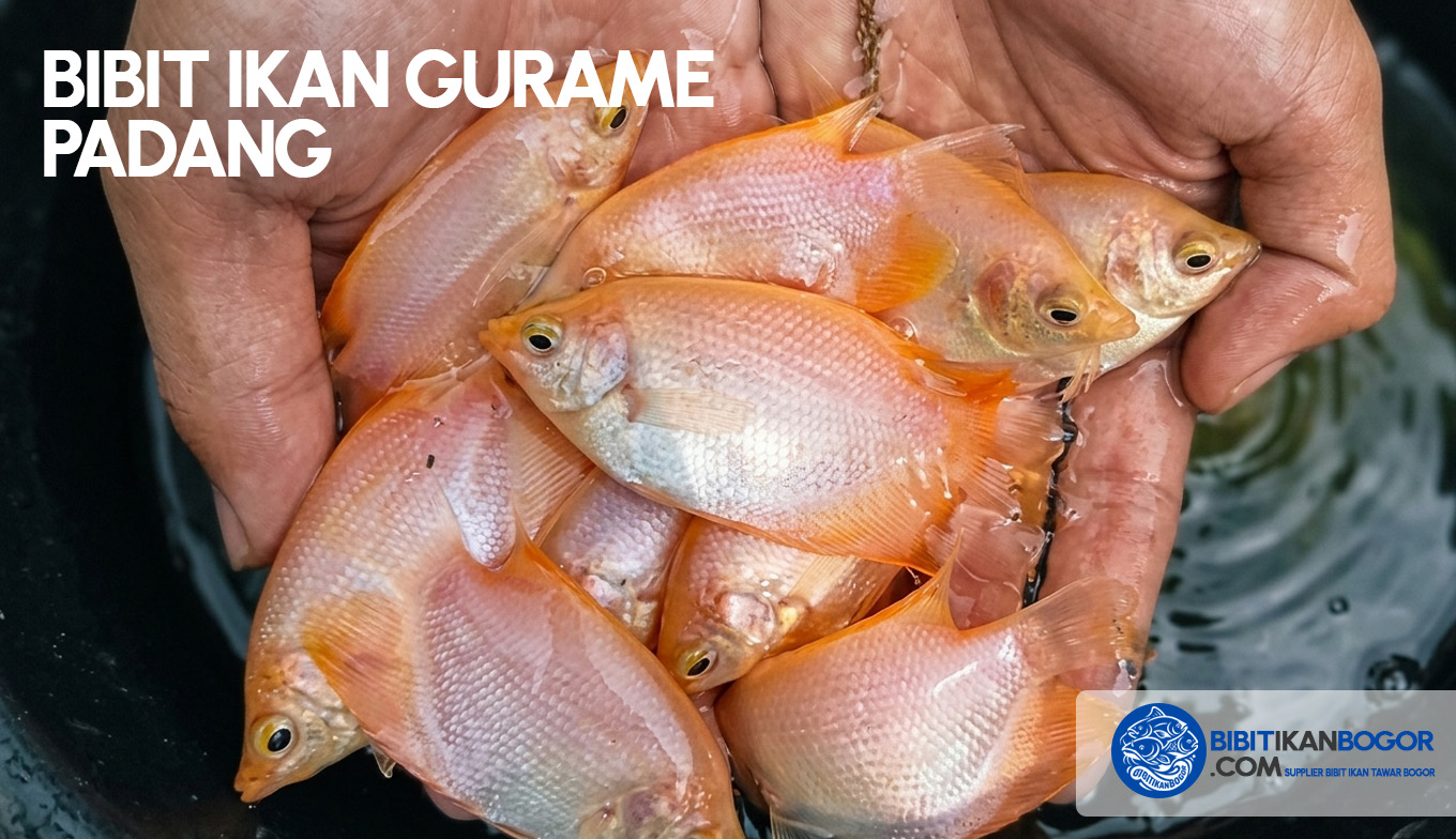 Bibit Ikan Gurame Padang Bogor