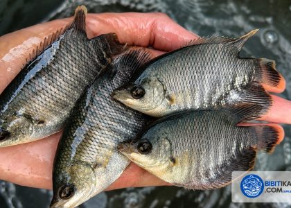 bibit ikan gurame bogor